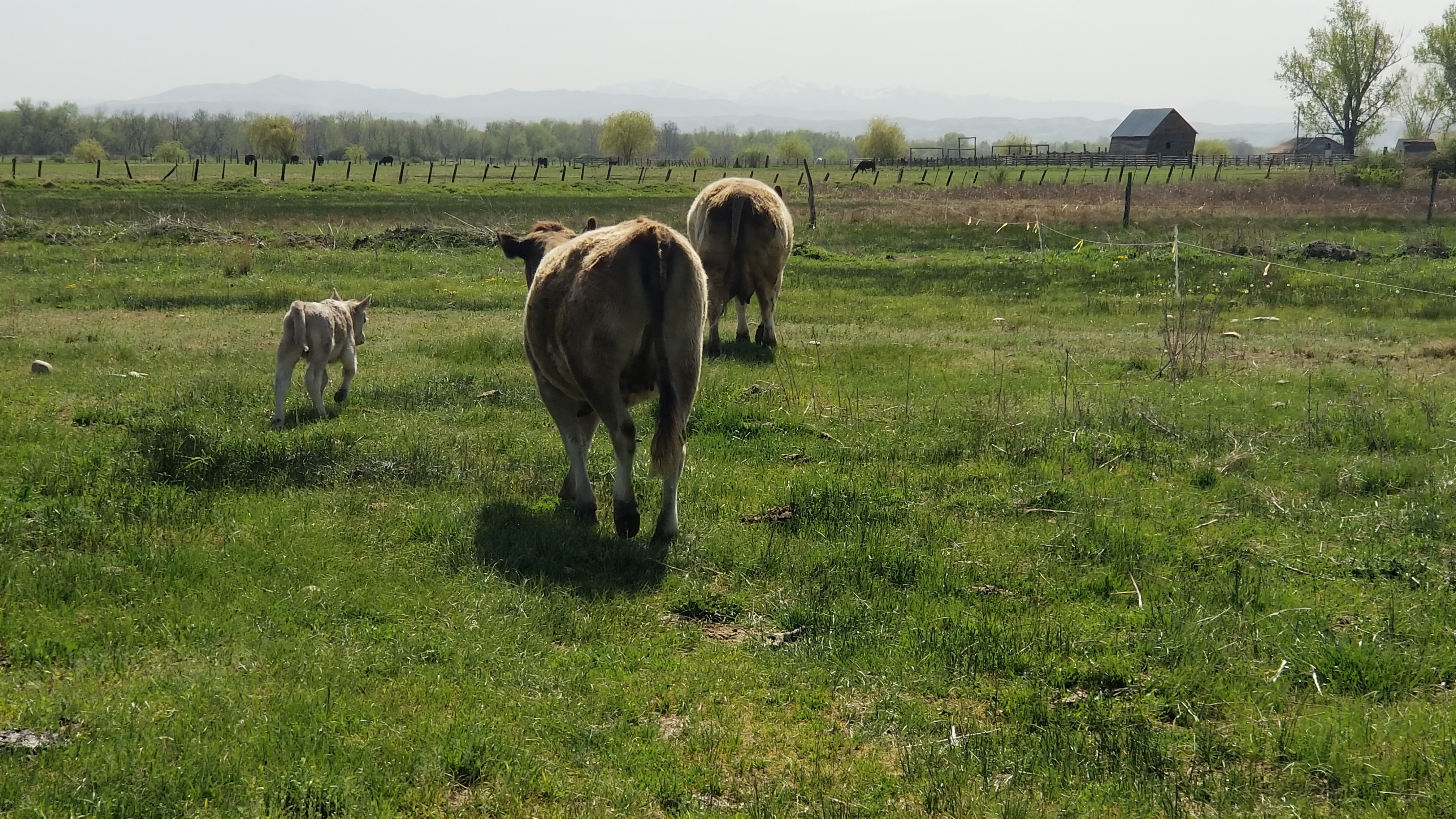 Mama cow and calf on open pasture