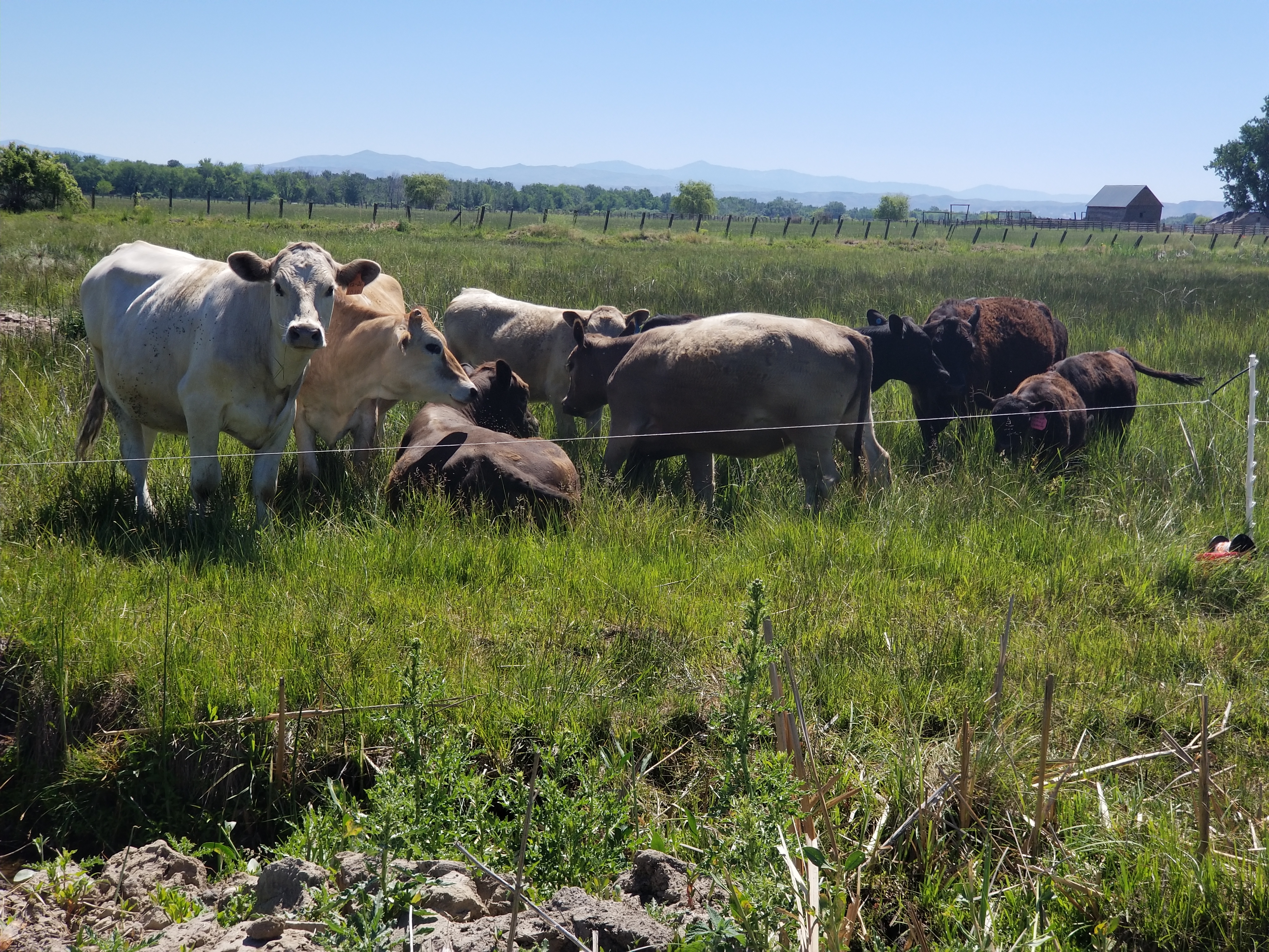 Cattle herd on summer pasture with mountains
