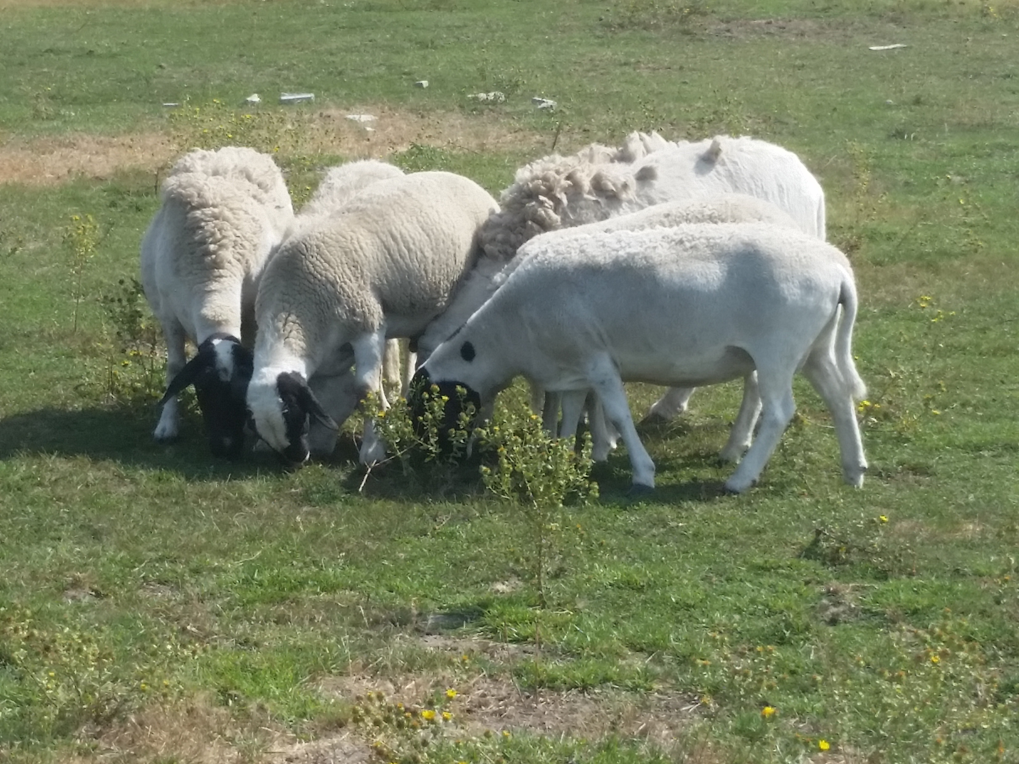 Sheep grazing on green pasture